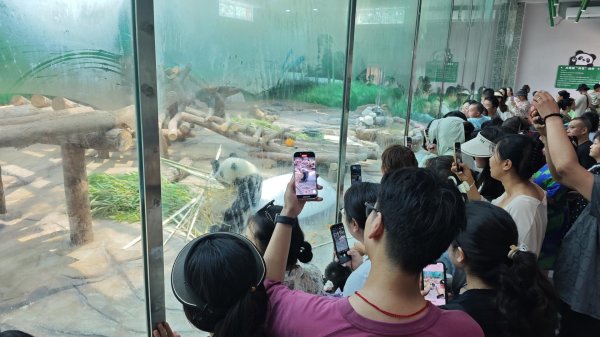 散户配资 大熊猫“网网”“升谊”亮相！四川北川大熊猫文旅消费季启幕